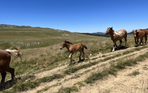 Chevaux sauvage plateau Ambel